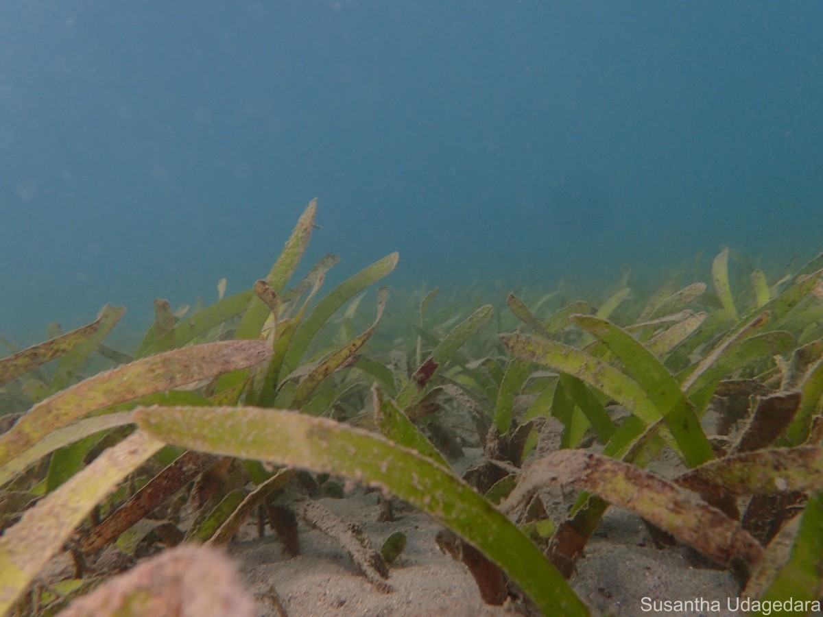 Oceana serrulata (R.Br.) Byng & Christenh.